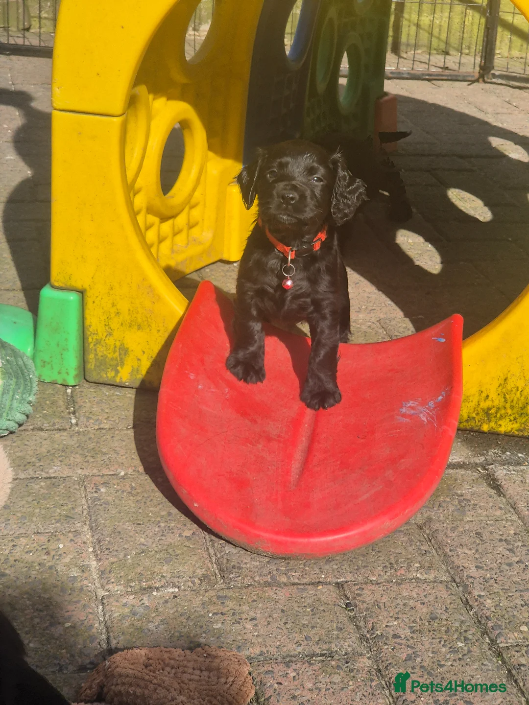 Cocker Spaniel dogs for sale: Working cocker pups  - Advert 1