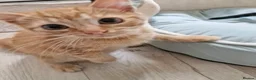 Mixed Breed cats for sale: Playful Kittens - Advert 4