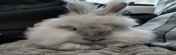 Lionhead rabbits for sale: Free Fluffy Double Mained Lionhead Girl - Advert 2