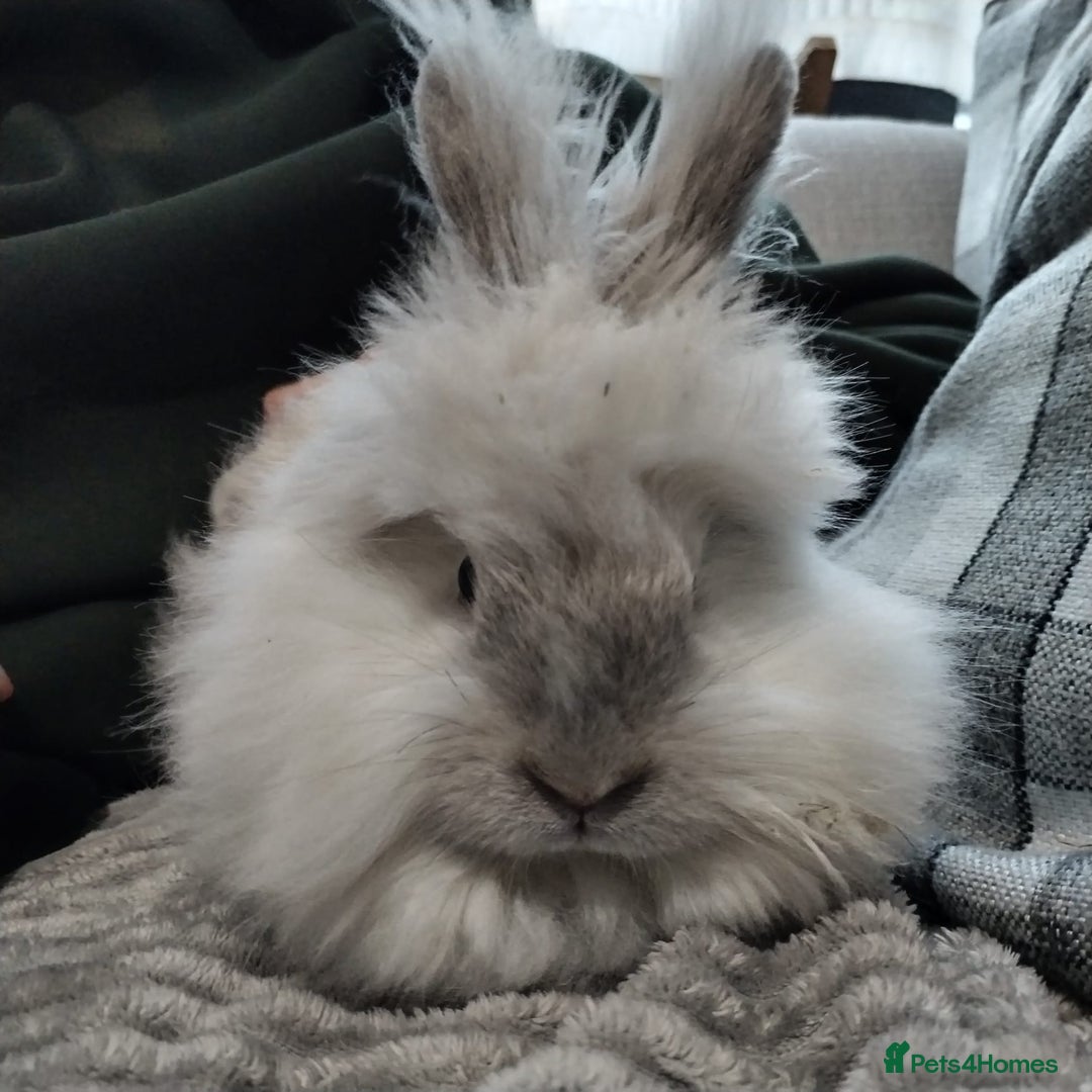 Lionhead rabbits for sale: Free Fluffy Double Mained Lionhead Girl - Advert 2