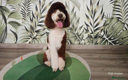 Poodle dogs for stud: FULLY HEALTH TESTED MOYEN POODLE STUD! in Kettering - Image 21
