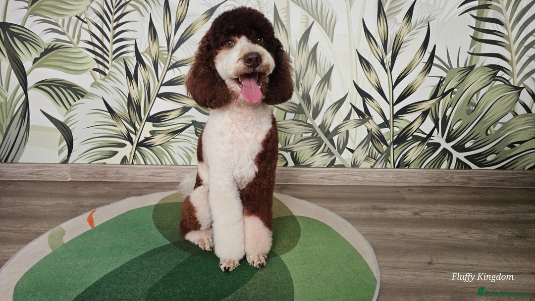 Poodle dogs for stud: FULLY HEALTH TESTED MOYEN POODLE STUD! in Kettering - Image 21