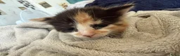 Mixed Breed cats for sale: Mixed Breed Kittens 1 M 3 F - Advert 4