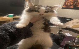 Mixed Breed cats for sale: FOR SALE!! cats and kittens x - Image 16