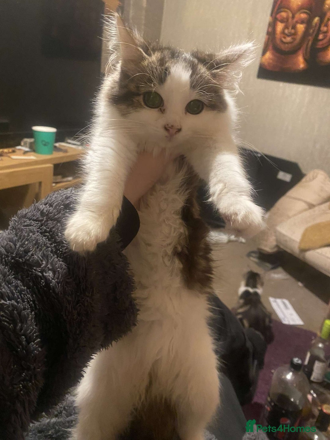 Mixed Breed cats for sale: FOR SALE!! cats and kittens x - Image 16