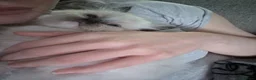 Ragdoll cats for sale: Ragdoll Kittens 😸 ♥️ - Advert 7