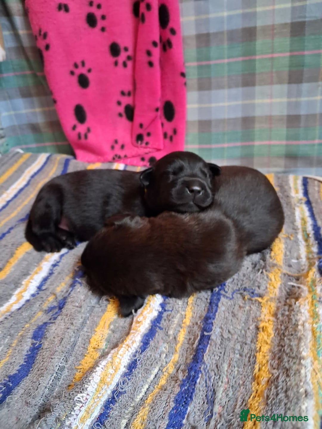 Labrador Retriever dogs for sale: Labrador Retriever Puppies (FIVE remaining) - Advert 13