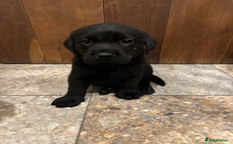 Labrador Retriever dogs - Advert 3