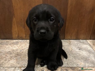 Labrador Retriever dogs - Advert 33