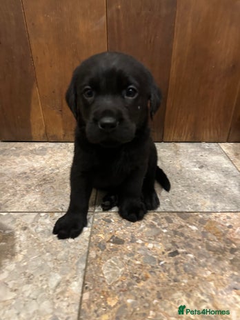 Labrador Retriever dogs - Advert 3