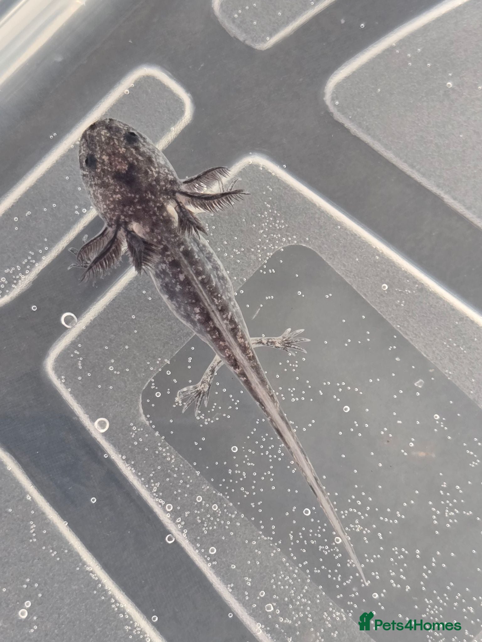 Axolotl reptiles Juvenile axolotls - axanthic and albino axanthic  - Advert 1