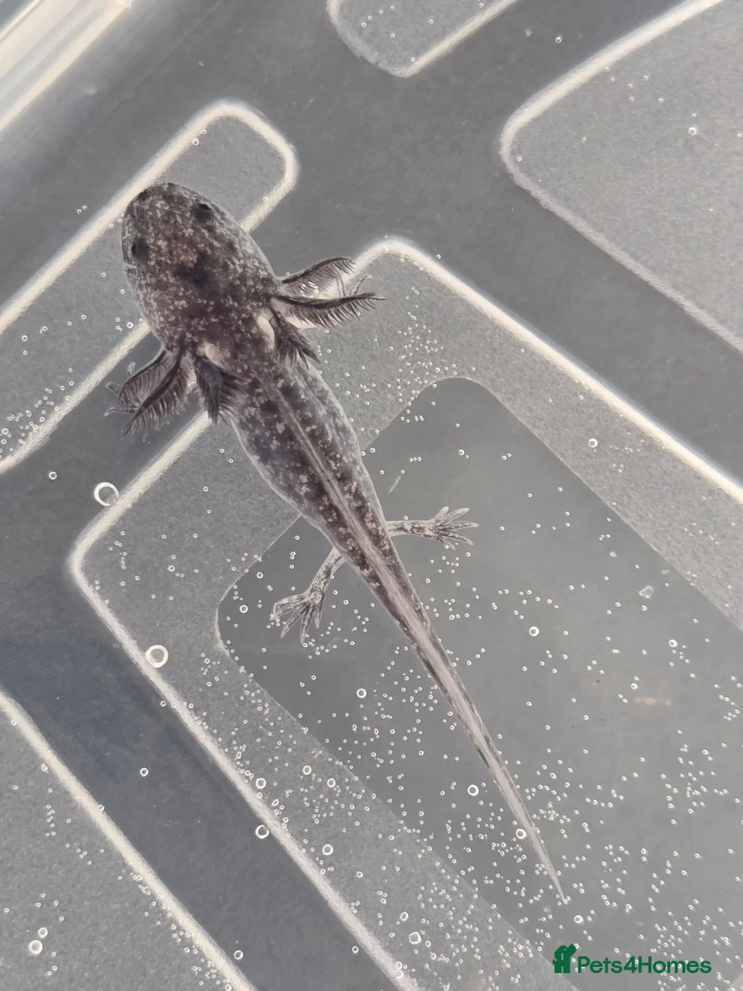 Axolotl reptiles for sale: Juvenile axolotls - axanthic and albino axanthic  - Advert 1