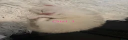 Ragdoll cats for sale: 3 beautiful ragdolls - Advert 4