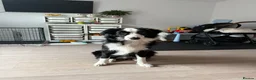 Border Collie dogs for sale: Border collie  - Advert 5