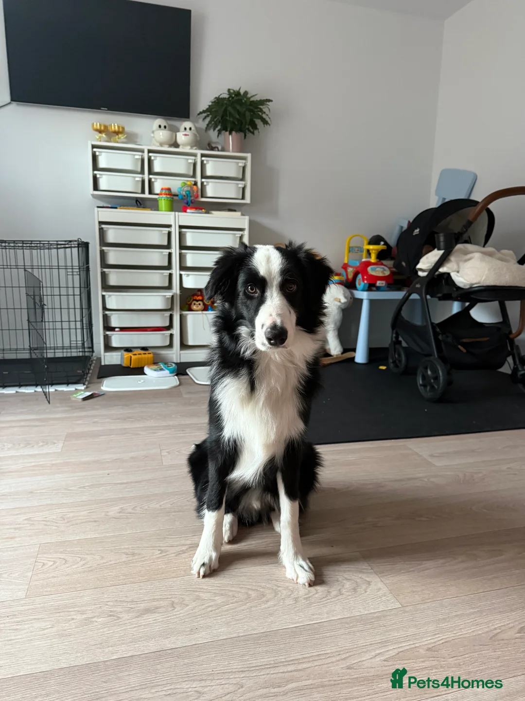 Border Collie dogs for sale: Border collie  - Advert 5