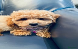 Maltipoo dogs for sale: Stuning Maltipoo Puppies Ready To Go - Image 18