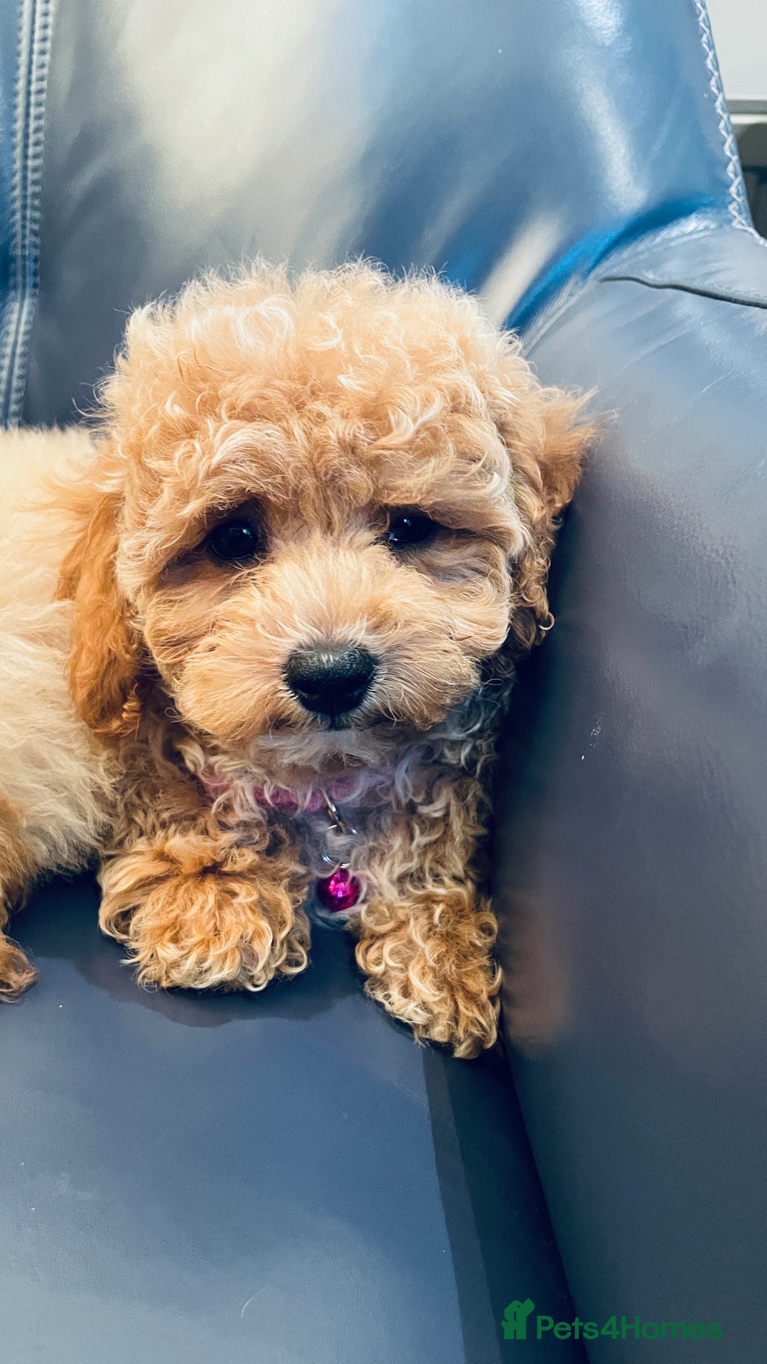 Maltipoo dogs for sale: Stuning Maltipoo Puppies Ready To Go - Image 18