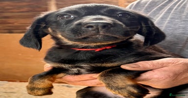 Mixed Breed dogs - Advert 2