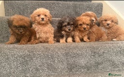 Poochon dogs for sale: Toy Poochons  - Image 1