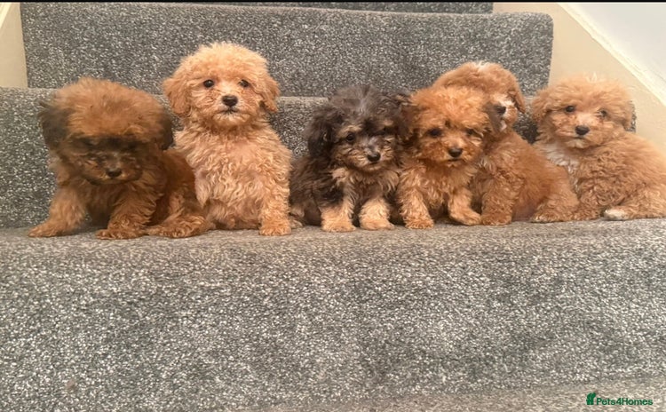 Poochon dogs - Advert 1