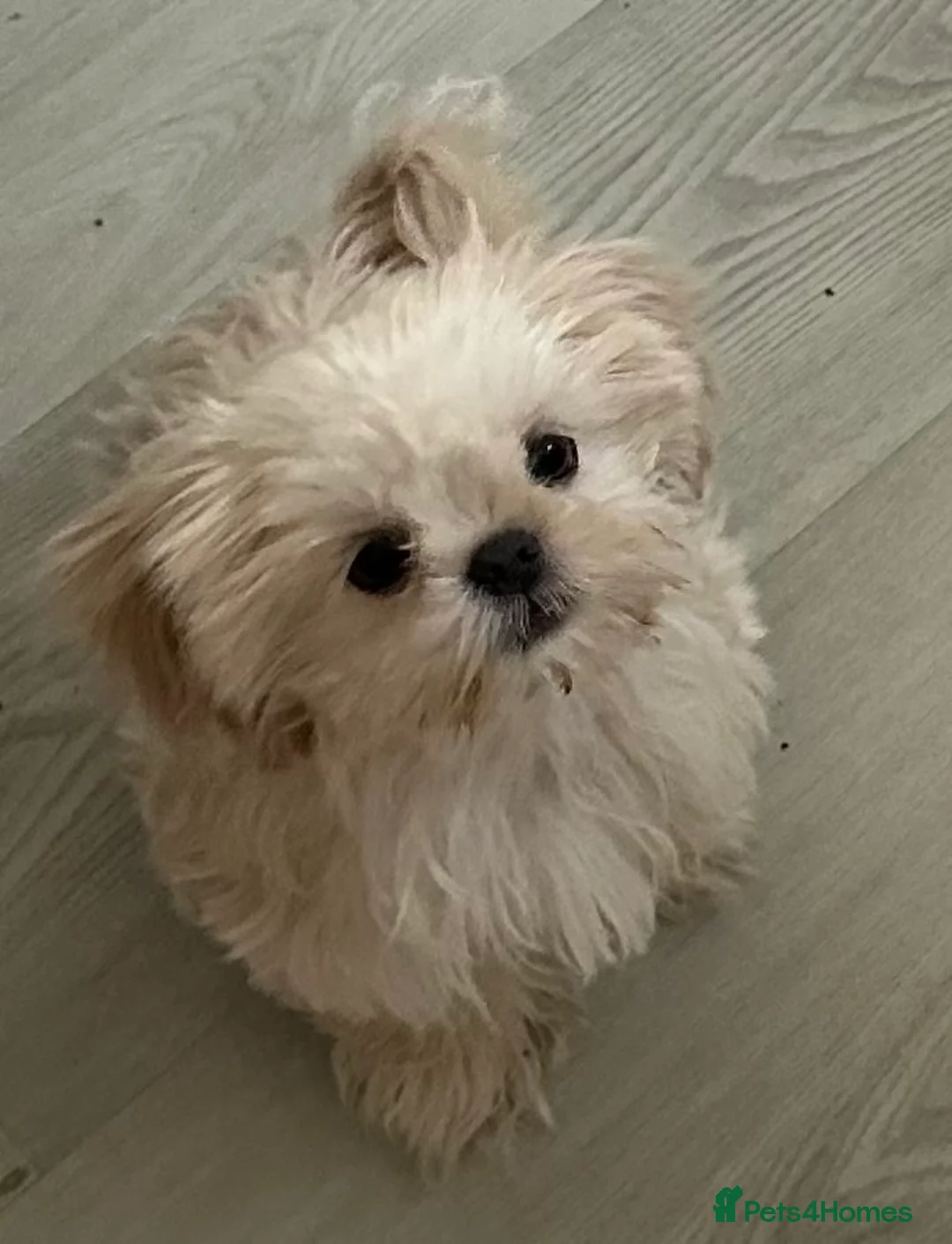 Shih Tzu dogs for sale: White Lavender Shih Tzu Puppies - Advert 2