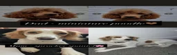 Sproodle dogs for sale: Beautiful Sprockerpoo pups 🐶  in Hull - Advert 3