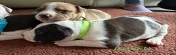 Staffordshire Bull Terrier dogs for sale: Beautiful staffy puppies in Billingshurst - Advert 6