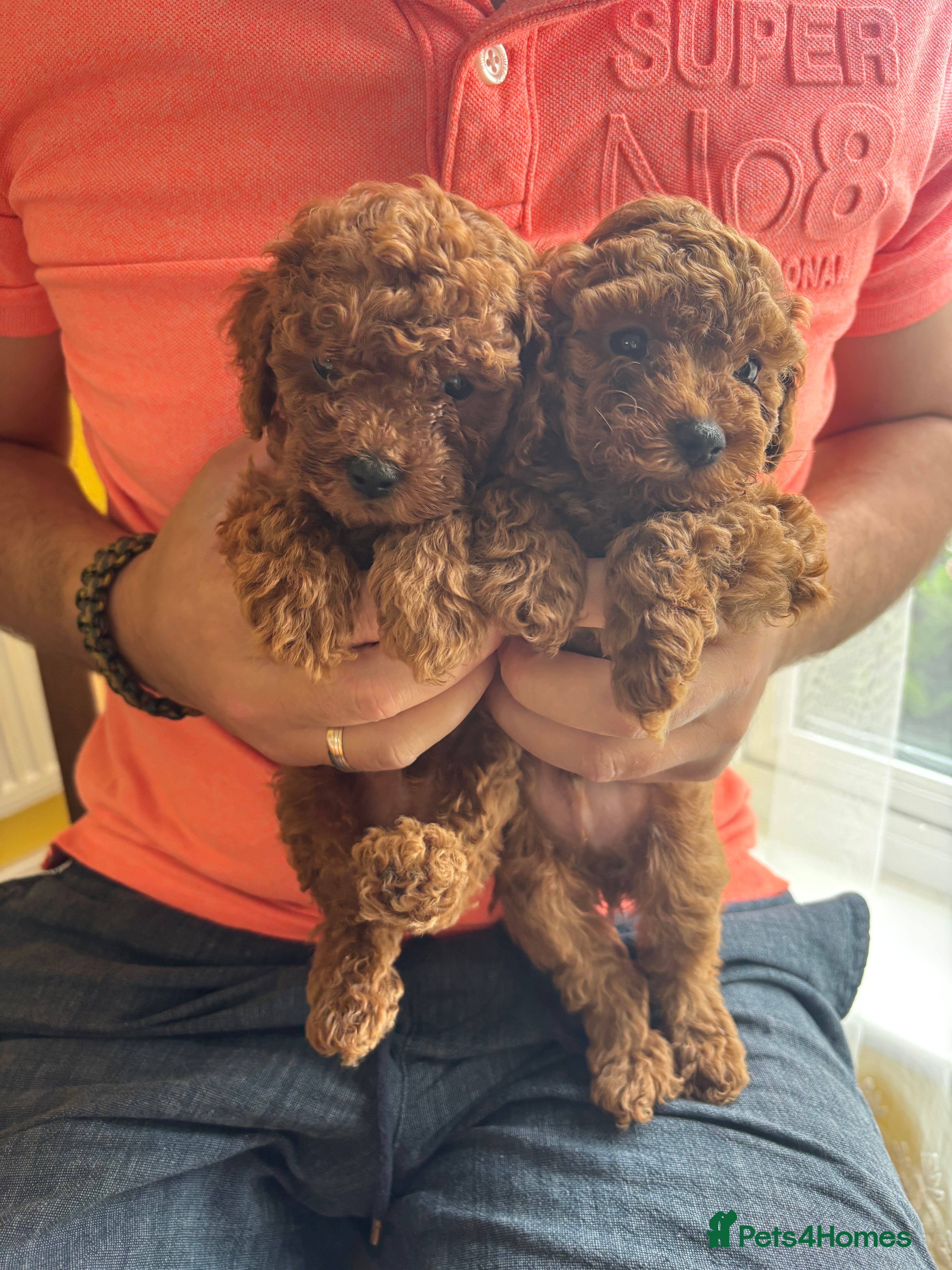 Toy Poodle dogs Asian + Toy poodle red brown  - Advert 10