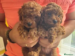 Toy Poodle dogs Asian + Toy poodle red brown - Advert 10