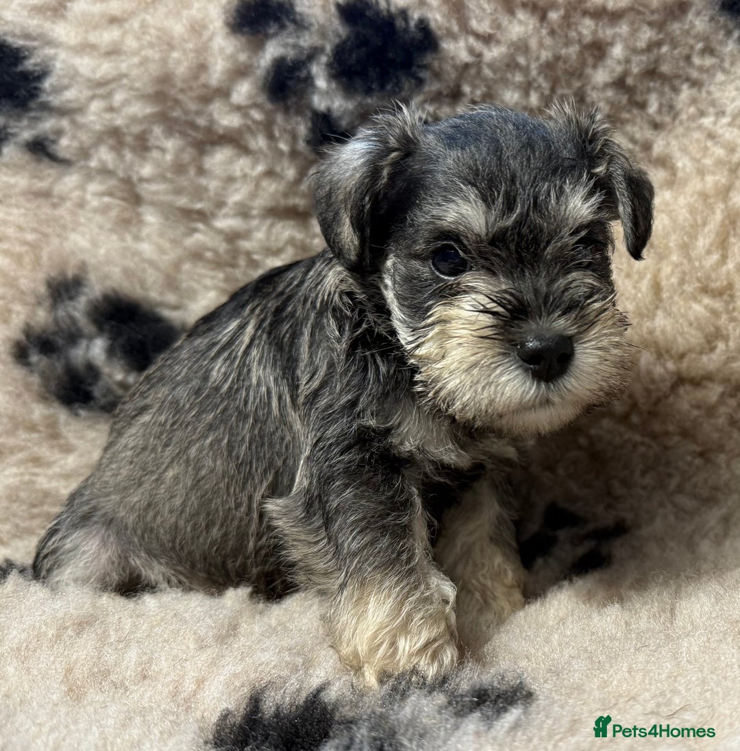 Miniature Schnauzer dogs for sale: Miniature schnauzers pups ready now ❤️ - Image 2