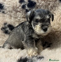 Miniature Schnauzer dogs - Advert 1