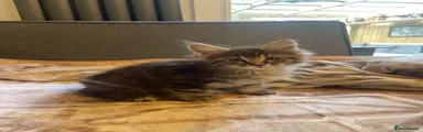 Maine Coon 4
