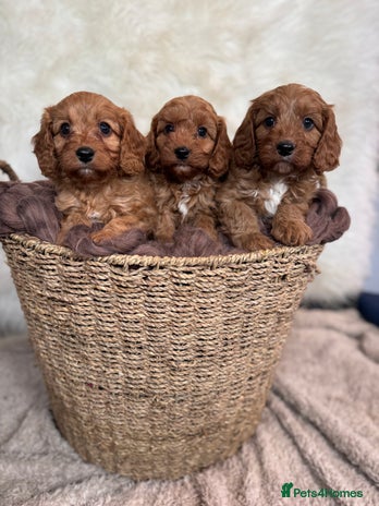 Puppies for sale in Swansea | Pets4Homes