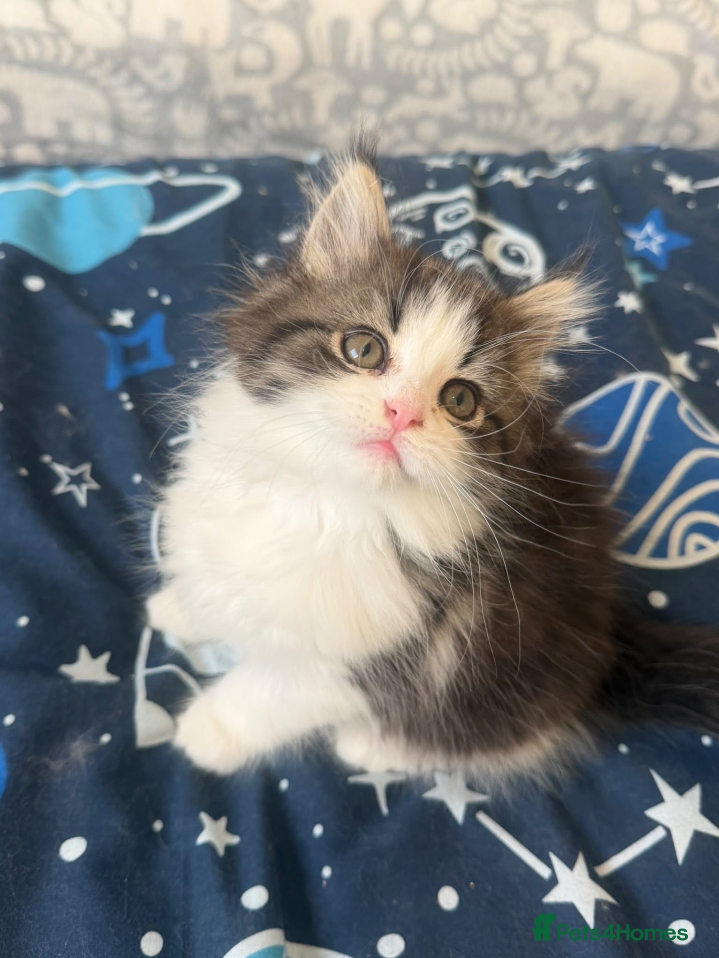 Persian cats for sale: Stunning pure Persian babies ready now  - Advert 2