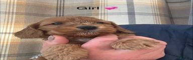 Cockapoo 7