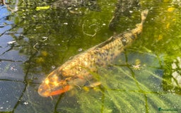 Koi Carp fish for sale: Koi carp and Ghost Koi - very latge - Image 10