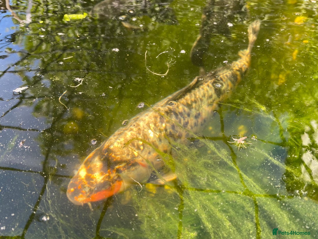 Koi Carp fish for sale: Koi carp and Ghost Koi - very latge - Image 10