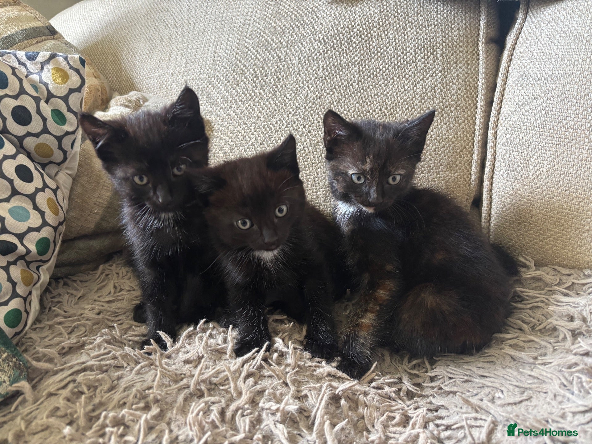 Mixed Breed cats 3 left! Gorgeous kittens available  - Advert 1