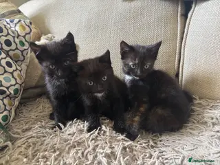 Mixed Breed cats 3 left! Gorgeous kittens available - Advert 1