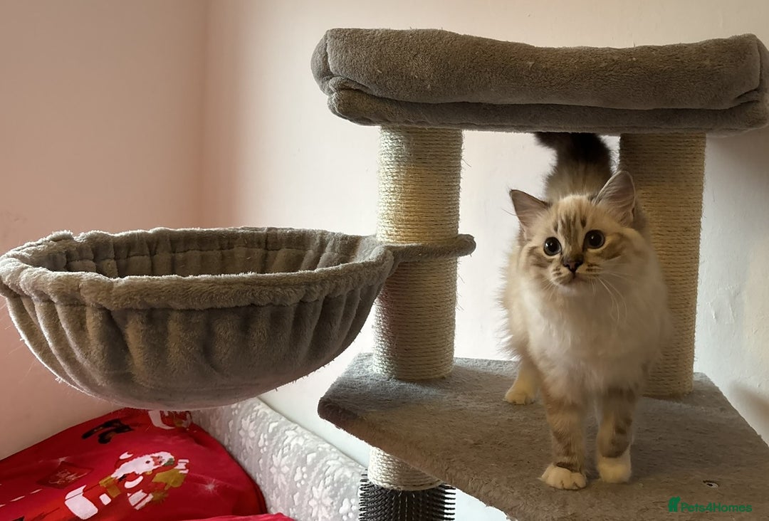 Ragdoll cats for sale: Three beautiful Ragdoll Ready to Leave 20/12/2025  - Advert 8