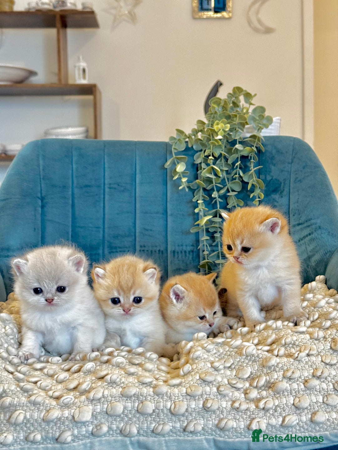British Shorthair cats for sale: 🐾✨ Golden & Silver British Shorthair Kittens ✨🐾 - Image 2