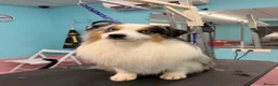 Miniature American Shepherd dogs for sale: Miniature American Shepherd puppies  in Northampton - Advert 6