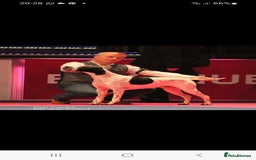 Pointer dogs for sale: 🪶 Pointer puppies 🪶 - Image 1