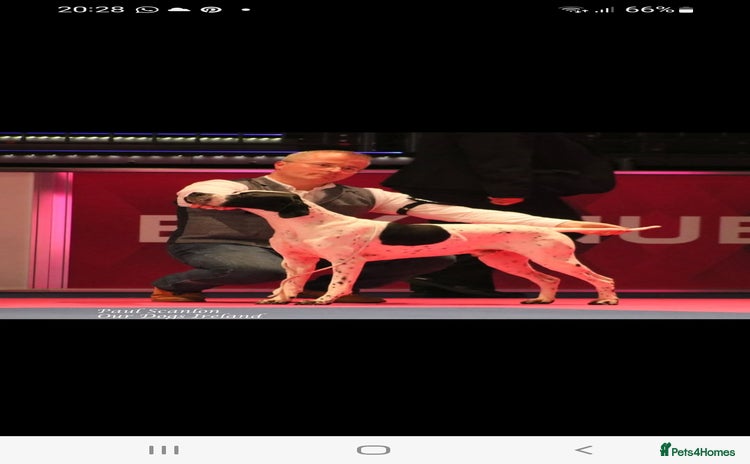 Pointer dogs - Advert 9
