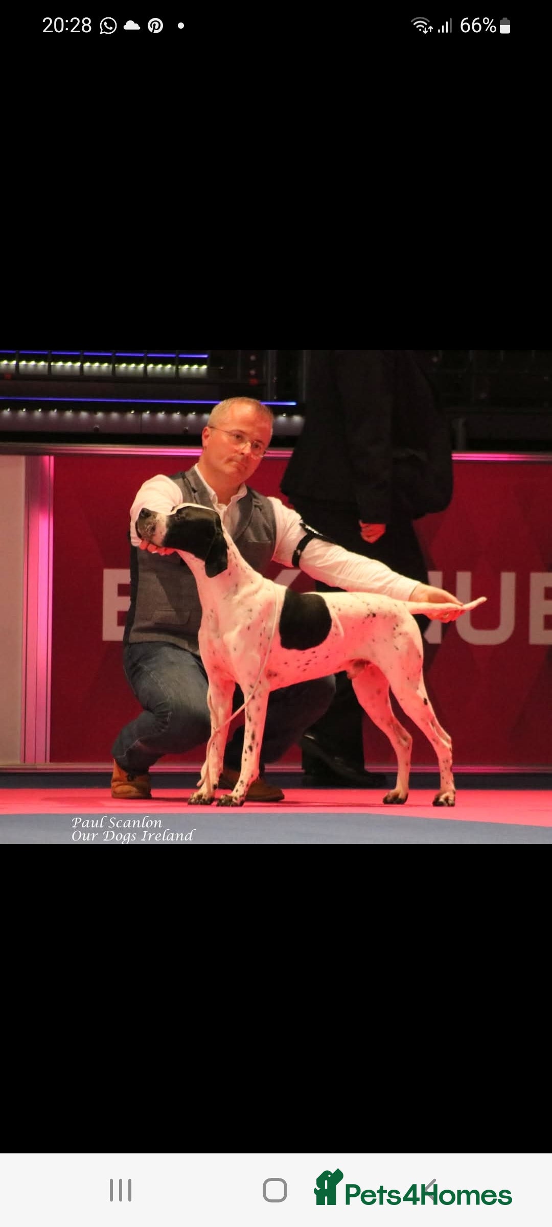 Pointer dogs for sale: 🪶 Pointer puppies 🪶 - Image 1