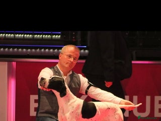 Pointer dogs - Advert 6