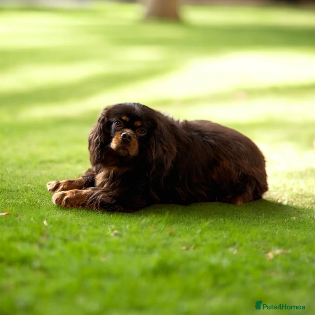 Cavalier King Charles Spaniel dogs for stud:  🍫kC Chocolate Cavalier King Charles 🍫  - Advert 3
