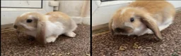 Mixed Breed rabbits for sale: Rabbits for sale  in Runcorn - Advert 1