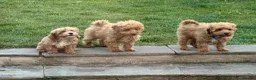 Cockapoo dogs for sale: Beautiful rich red cockapoos - Advert 9