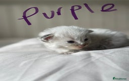 Ragdoll cats for sale: 🐾 Ragdoll kittens - ONE MALE TWO FEMALE LEFT 🐾 - Image 9